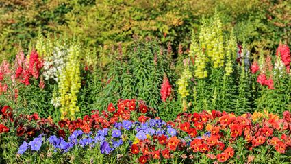 Spring Colours - Cowra 